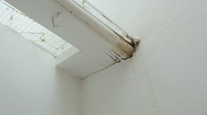 Damaged piece of white colour wood, rotten and destroyed by termites | Premium Stock Video Footage