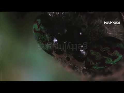 Wormy’s Face of a Buzzing Horsefly Loudly (My Version)