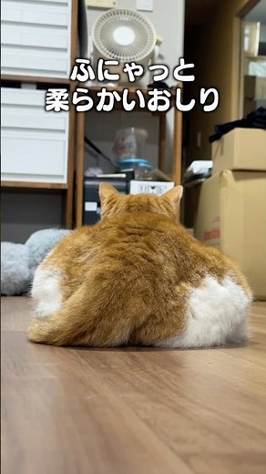 "Butts are so cute, right?" Cat quirks | Find the full version on Apple Music and other music apps