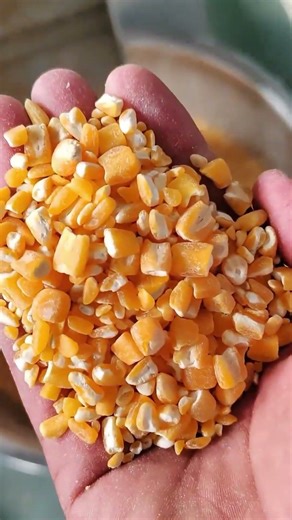 High efficiency corn peeling machine#grainmachine#cornpeeling#cornproceing#cornmachine