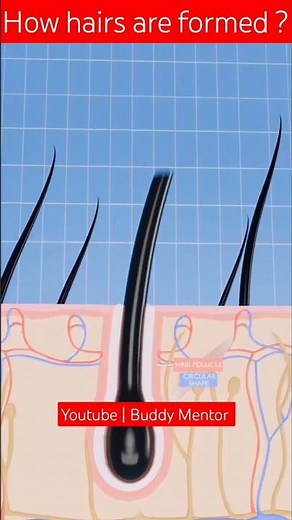How hairs are formed inside our body? #3danimation #animation #animated #hair