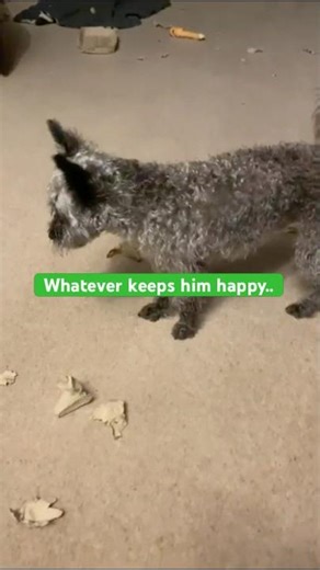 What a mess.. 😂🐶#Jackapoo#FunnyDog#DogChaos#PuppyMess#CuteDog#DogShorts#DogDestruction