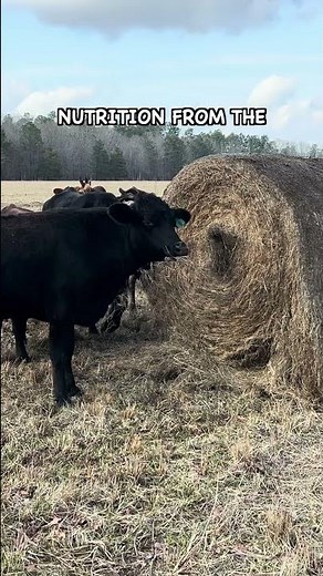 What Happens When You Feed Grain to Cattle?