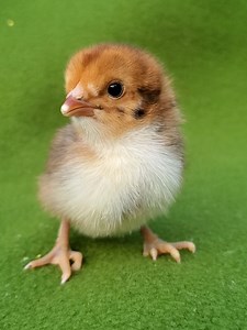 Tiny Chick Chirping So Sweet — Adorable Baby Chick Sounds