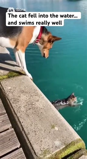 A Cat Calm After Falling into Water #cat #cute #animals