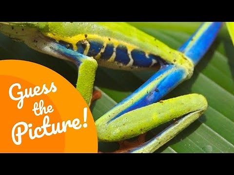 What animal is this? | Guess the Picture | Ep. 14