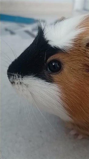 guena pig bumblebee