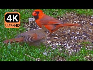 Cardinal Rouge et Son Bébé - l'apprentissage de la Vie - Chant d'Oiseaux - Aventure Oiseaux Nature