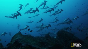 30K views · 290 reactions | Hammerheads navigate the ocean using Earth's magnetic field. #KingsOfBaja Nat Geo Wild | National Geographic TV | Facebook