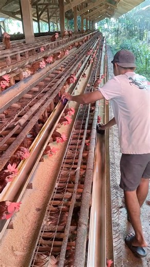 morning routine, change water for healthy chicken #fsrm #farming #freerangechickens #chicken