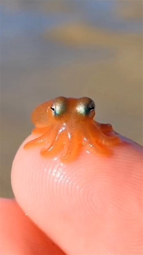 Este pulpo cabe en tu dedo #curiosity #sabiasque #datoscurisos #pets #pulpos #viral