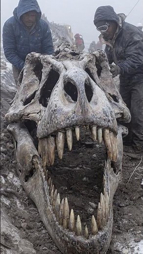 Scientists Unearth Frozen T-Rex Skull in Siberian Glacier