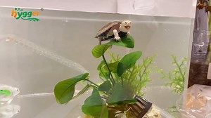 How to Take Care of an Aquatic Turtle ？🐢 Bringing home a new pet turtle， Aquatic turtles are an amazing addition to any family. Learn everything you need to properly take care of your new turtle.🐡🍀🐳 Link：https://www.hygger-online.com/how-to-take-care-of-pet-turtles/ #Hygger #hyggeraquarium #aquarium #aquariumfish #aquariumlove | Hygger Aquarium