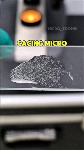 KOMPILASI - ZOOM Cacing micro, Lalat, Semut, dan Kuman. #foryou #shorts #microscope #sains #viral