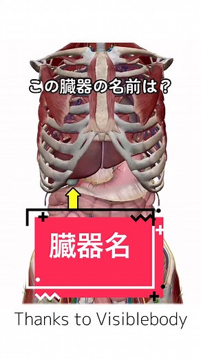 肝臓と十二指腸を繋いでいるね#解剖学#生理学#看護師
