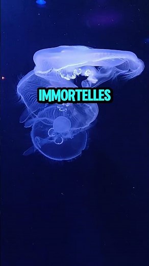 5 choses fascinantes à savoir sur les méduses en moins de 60 secondes