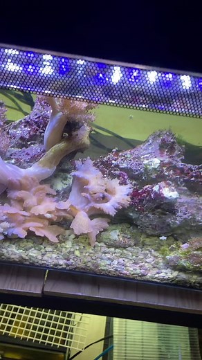 Tadpole the Frogfish 🇨🇦 (@tadpolethefrogfish)’s videos with original sound - Tadpole the Frogfish 🇨🇦