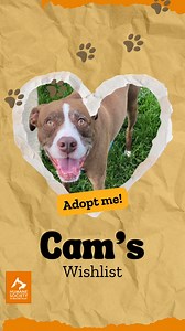 Meet Cam. This 7-year-old pup loves people, big sniffs on walks, water hoses, hide-and-seek and chasing shadows in the backyard. He is sweet, sensitive, tolerant, a little shy and has the softest ears on the planet. 🐶 His human family loves him so very much. His littermate brother, unfortunately, does not feel the same way. Things have been tense between them for quite a while, and his family has made the heartbreaking decision that it would be best for Cam if he could live with a new family wi