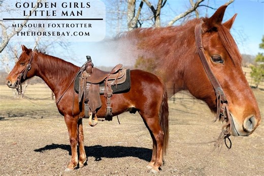 Golden Girls Little Man | Thehorsebay.com