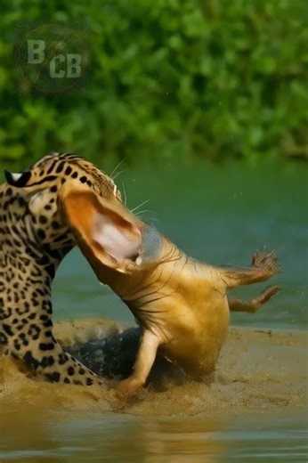 Jaguar vs Caiman: The Wildest River Fight Ever