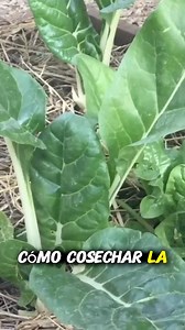 Como Sembrar Acelgas en Maceta 🌿🪴 | MANOS DE TIERRA