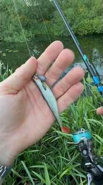 Jack pike caught from forgotten stretch of river ! #Pikefishing #fishingvideos #lurefishing