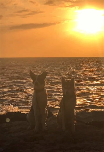 does your dog like to swim?☀️