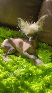 Mr. Pumpernickel - The girls are looking for me…they can’t see me up here…. | Mr. Pumpernickel’s Adventures