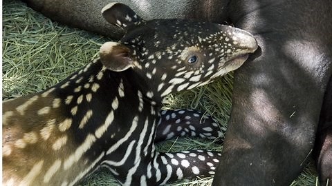 Tapir mom and baby cuteness