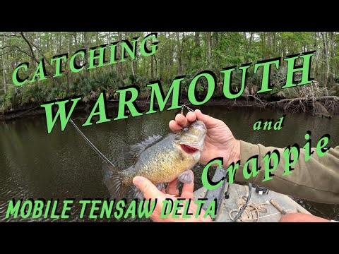 Catching Warmouth & Crappie Mobile Tensaw Delta