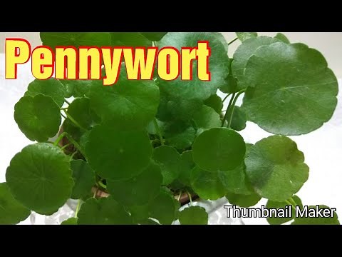 How to care and propagate Pennywort