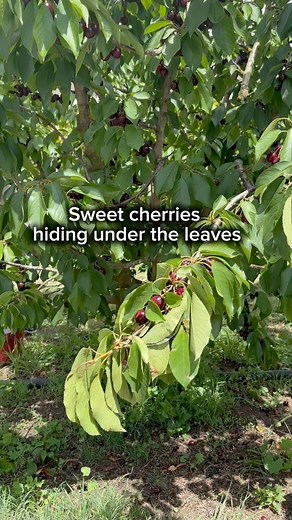 1M views · 11K reactions | Peek under the leaves, that’s where the sweetest cherries hide! The tree naturally shades its fruit to keep them fresh and juicy  #cherry #natureinspired #fblifestyle | Positive Vibes Au | Facebook