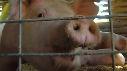 When pigs fly: Pork prices set to skyrocket in 2022