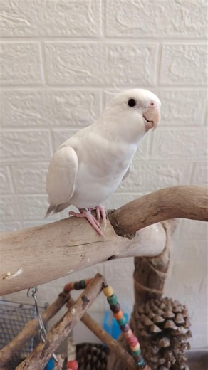 Adorable Cockatiel Chicky's Cute Singing Moments 🎶🐥☺️✨ #cockatielscraze #cockatiel