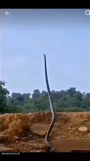 Innovate.oi on Instagram: "In Japan, the technology that generates autonomous electricity is actually being used. Special floor tiles detect the pressure and movement energy that occurs when a person walks. At this moment, the material inside the tile reacts in a finer way and is converted to electronical energy. Each step is a small energy, but when millions of people gather, a power that is strong enough to operate LED lights, electric panels, and sensors. Millions of steps a day are operating