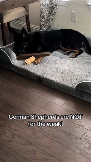 Understanding German Shepherds: Strength and Loyalty