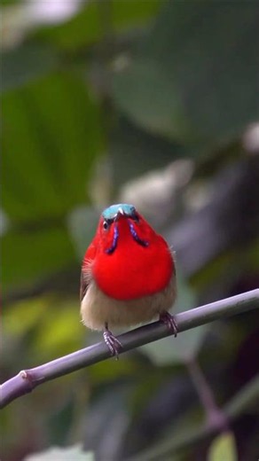 Meet the Crimson Sunbird | Singapore's Tiny Jewel Explained 🐦🌺