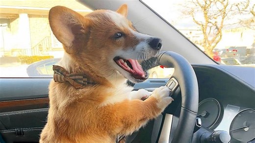 Funniest dogs you must watch to laugh nonstop today