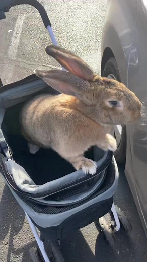 Exploring the Flemish Giant Rabbit at the Pet Store