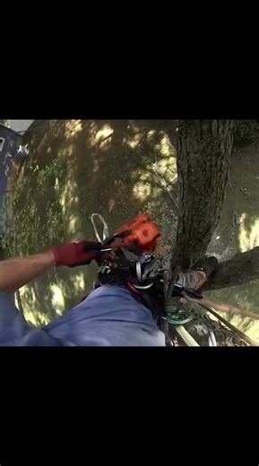 #metalbacktreeservice #TreeCareExperts #treeremoval #WatchThis | Metalback Tree Service LLC