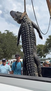 #gatorfest | The Baytown Sun