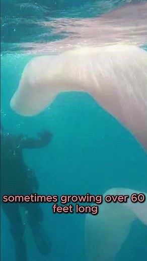 Pyrosomes: The Bizarre “Fire Bodies” of the Ocean