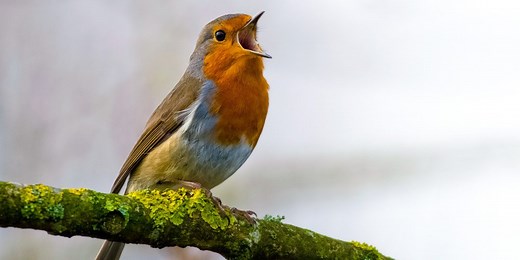 使用 BirdNET 应用程序轻松识别鸟叫