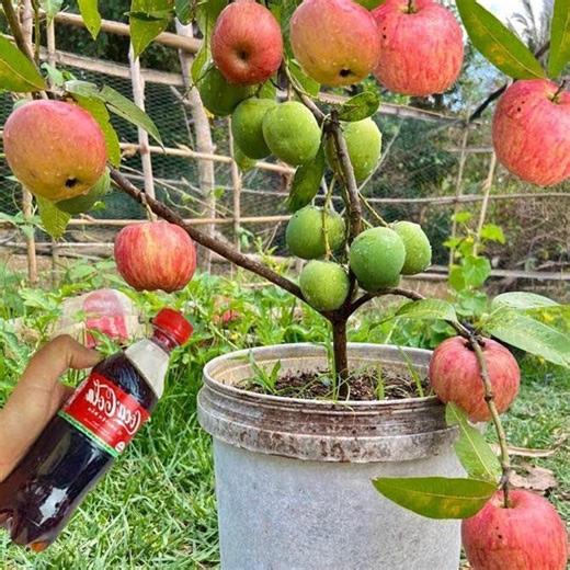 36K views · 397 reactions | Harvest Apples and Mangoes on the Same Tree with New Grafting | Garden Tree | Facebook