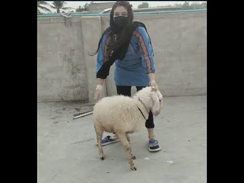 The Sweet Woman Butchers a Goat And she Slaughtering or Teach the process part 2