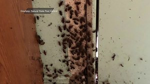 Strangers Help Springdale Woman Clean Her Home After Roach Infestation
