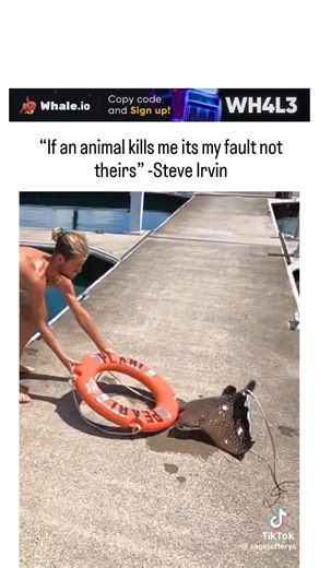 Hum0ur360 on Instagram: "Instagram features a reels clip of a man on a marina dock using a life ring to return a beached spotted eagle ray to water, narrowly dodging its venomous tail barb, paired with Steve Irwin's quote emphasizing personal responsibility in wildlife interactions. Steve Irwin died in 2006 after a stingray barb pierced his heart during filming, a rare but fatal incident that underscores the post's theme of respect for animals' defensive instincts, as eagle rays similarly use ba