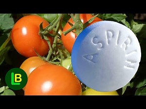 A miracle plant solution. Just dissolve the aspirin in water and give