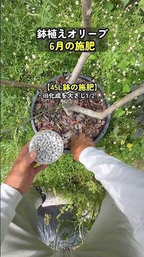 Olive tree fertilization in June: Post-flowering nutrient supply and fruit enlargement