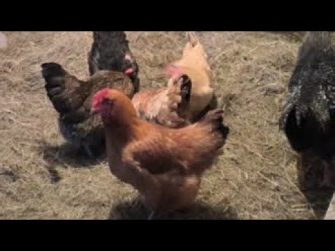 Chicken Coop Ambience (Winter Cold Day) | Soft Clucking & Straw Sounds | 4 Hours